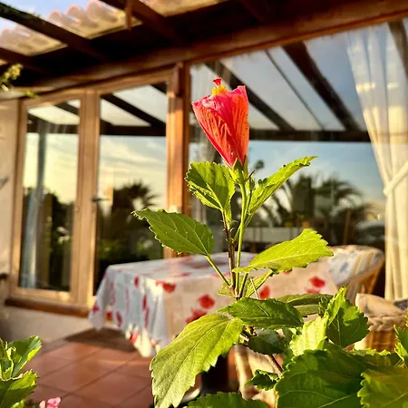 Tenerife - Cozy Mit Traumblick & Tropischem Garten Appartement *