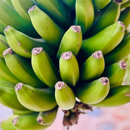 Tenerife - Cozy Mit Traumblick & Tropischem Garten