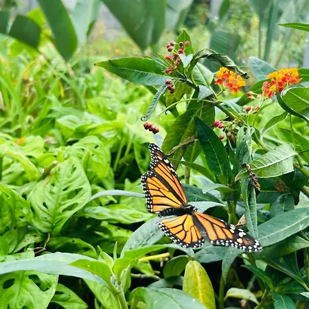 Tenerife - Cozy Mit Traumblick & Tropischem Garten Apartamento *
