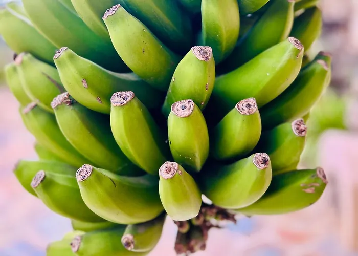 Tenerife - Cozy Mit Traumblick & Tropischem Garten